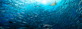 "1000 Barracudas and a 3 legged Turtle" 14X36 Exhibition Print Satin