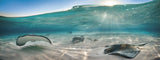 "Afternoon Rays" 18X48      Exhibition Print