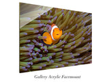 "Angry Anemonefish, Raja Ampat"