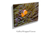 "Angry Anemonefish, Raja Ampat"