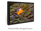 "Angry Anemonefish, Raja Ampat"