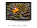 "Angry Anemonefish, Raja Ampat"