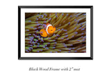 "Angry Anemonefish, Raja Ampat"