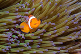 "Angry Anemonefish, Raja Ampat"