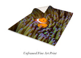 "Angry Anemonefish, Raja Ampat"