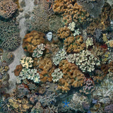 "Apo Island Coral"