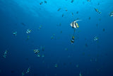 "Schooling Bannerfish"