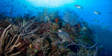"Breaker's Cutback" 24X48 Exhibition Print Gloss