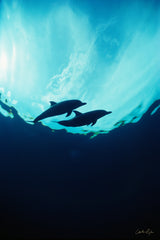 "A Dolphin World"