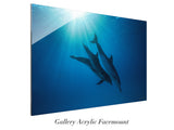 "Celestial Dolphins"