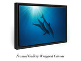 "Celestial Dolphins"