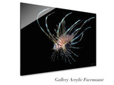 "Juvenile Lionfish"