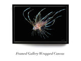 "Juvenile Lionfish"