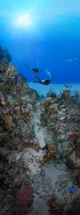 "Coral Anchors 3" 14X36 Limited Edition Satin