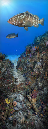 "Coral Anchors 4" 14X36 Limited Edition Satin