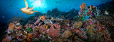 "Coral Dynasty" 18X48 Exhibition Print Satin