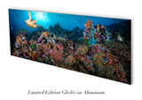 "Coral Dynasty" 18X48 Exhibition Print Satin