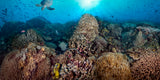 "Coral Majesty" 24X48 Exhibition Print Satin
