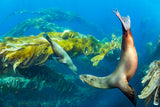 "California Sea Lions"