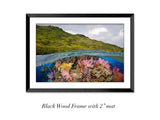 "Fijian Reef Scene"