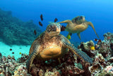 "Green Sea Turtles"