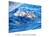 "Spinner Dolphins"