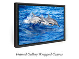 "Spinner Dolphins"