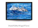 "Spinner Dolphins"