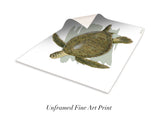 "Adult Green Turtle"