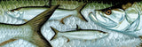 "Atlantic Tarpon"