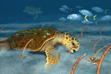 "Sea Turtle Eating Polyps"