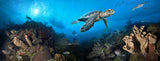 "Discovery" 18x48 Limited Edition Gloss