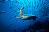 "Turtle and Barracudas, Sipadan"