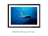 "Turtle and Barracudas, Sipadan"