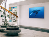 "Humpback Whale and Calf, Roca Partida"