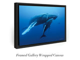 "Humpback Whale and Calf, Roca Partida"