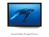 "Humpback Whale and Calf, Roca Partida"