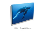 "Humpback Whale and Calf, Roca Partida"
