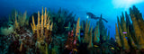 "Golden Spires" 30X80 Exhibition Print  Gallery Wrapped Canvas