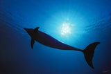 “Silhouette In Blue”