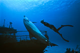 "Freediving Buddies"