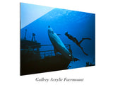 "Freediving Buddies"