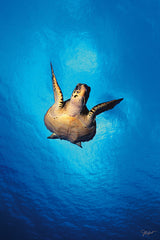 "Diving Hawk"