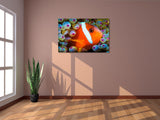 "Anemonefish"