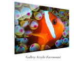 "Anemonefish"