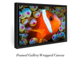 "Anemonefish"