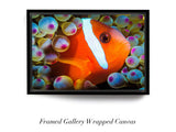 "Anemonefish"