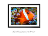 "Anemonefish"