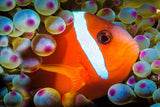 "Anemonefish"