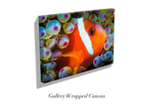 "Anemonefish"
